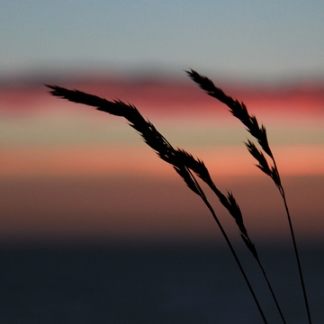 Ap-PFolioNature-004.jpg