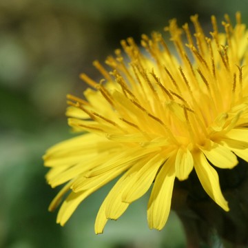 Ap-PFolioNature-005.jpg